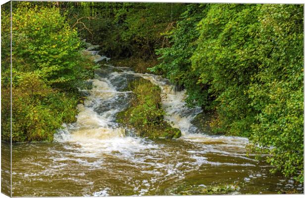 Un-named Tributary of the River Lune Firbank Cumbria Canvas Print by Nick Jenkins