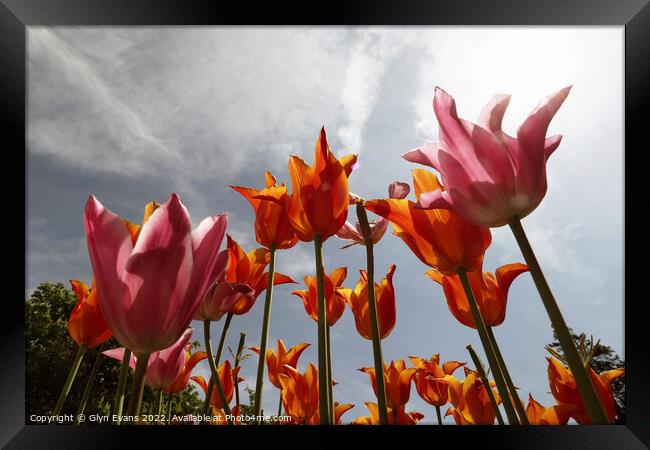 Tulips on a summer day. Framed Print by Glyn Evans