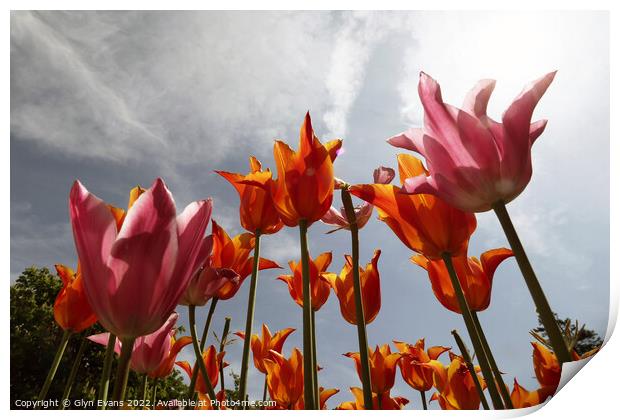 Tulips on a summer day. Print by Glyn Evans