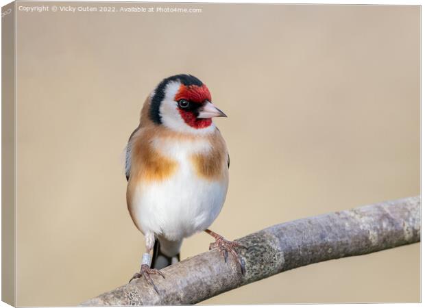 Goldfinch perched on a branch Canvas Print by Vicky Outen