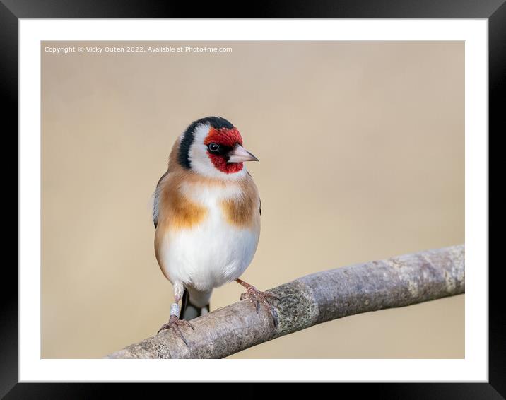 Goldfinch perched on a branch Framed Mounted Print by Vicky Outen
