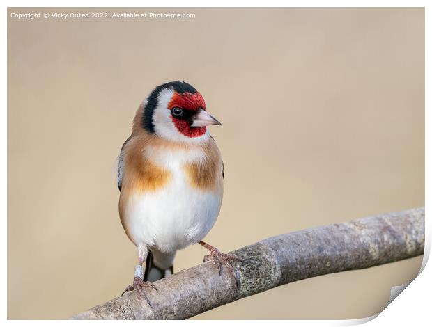 Goldfinch perched on a branch Print by Vicky Outen