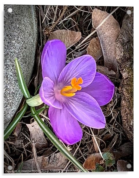 Vivid Purple Crocus Acrylic by Deanne Flouton