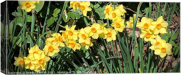 Radiant Sunburst Narcissus Canvas Print by Deanne Flouton