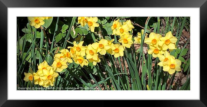 Radiant Sunburst Narcissus Framed Mounted Print by Deanne Flouton