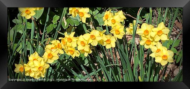 Radiant Sunburst Narcissus Framed Print by Deanne Flouton