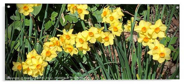 Radiant Sunburst Narcissus Acrylic by Deanne Flouton