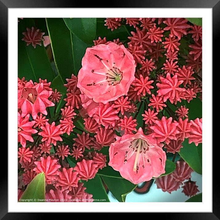 Salmon Mountain Laurel Blooms Framed Mounted Print by Deanne Flouton