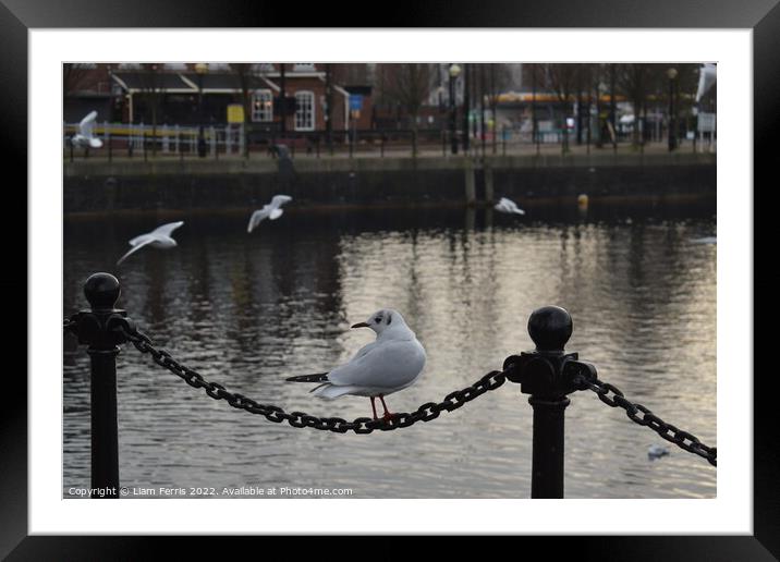 salford quays, bird shot  Framed Mounted Print by Liam Ferris