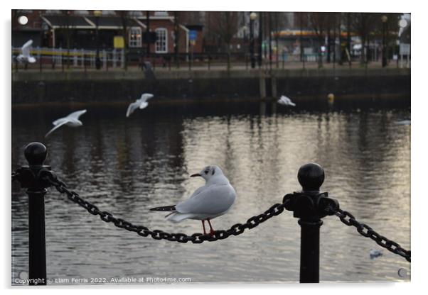 salford quays, bird shot  Acrylic by Liam Ferris