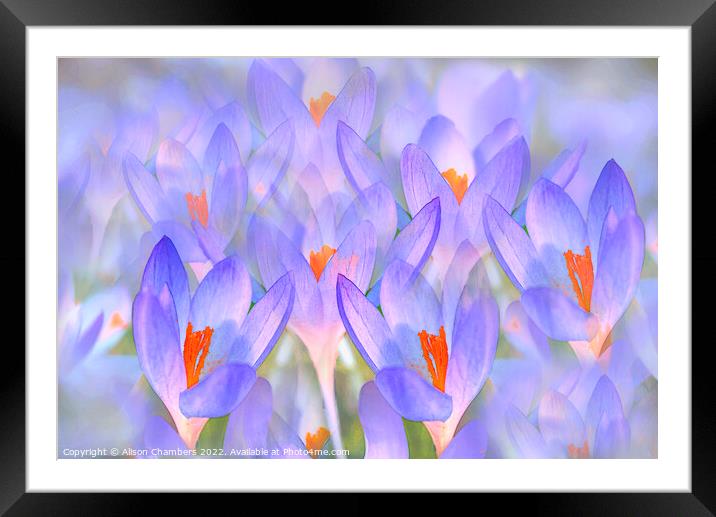 Pretty Crocuses  Framed Mounted Print by Alison Chambers