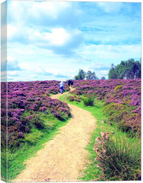 Flowering heather walk. Canvas Print by john hill