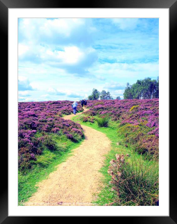 Flowering heather walk. Framed Mounted Print by john hill