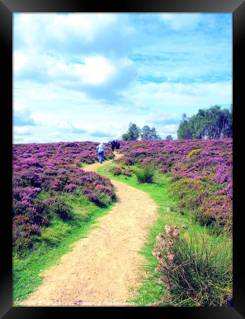 Flowering heather walk. Framed Print by john hill