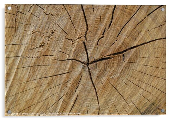 Cut Oak 2 Acrylic by Philip Lehman