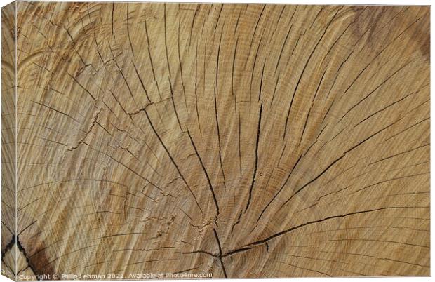 Cut Oak 3 Canvas Print by Philip Lehman
