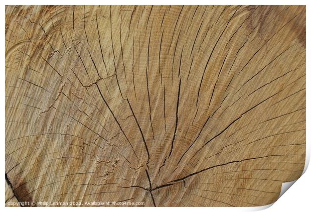 Cut Oak 3 Print by Philip Lehman