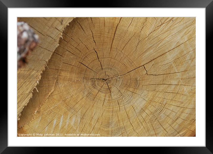 Cut Oak 1 Framed Mounted Print by Philip Lehman