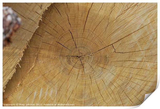 Cut Oak 1 Print by Philip Lehman