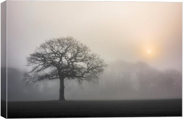 Tree silhouette in the fog Canvas Print by Keith Douglas