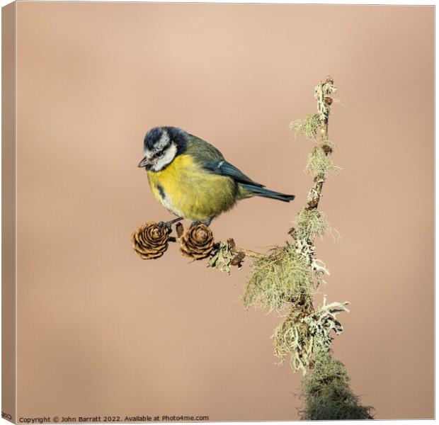 Blue Tit Canvas Print by John Barratt