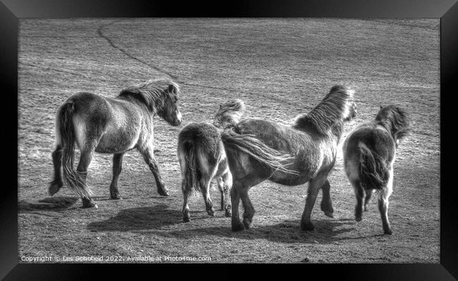 Exmoor Ponies Framed Print by Les Schofield