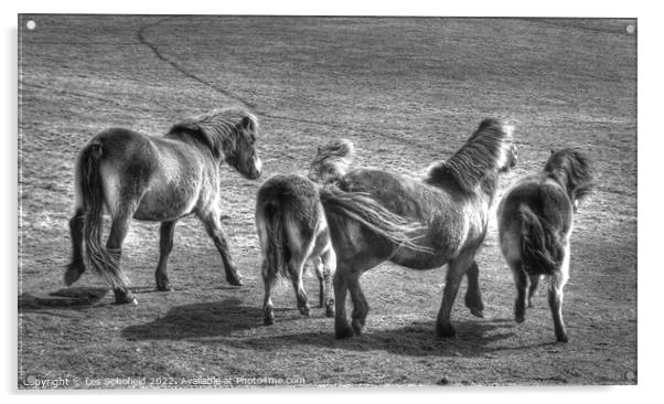 Exmoor Ponies Acrylic by Les Schofield