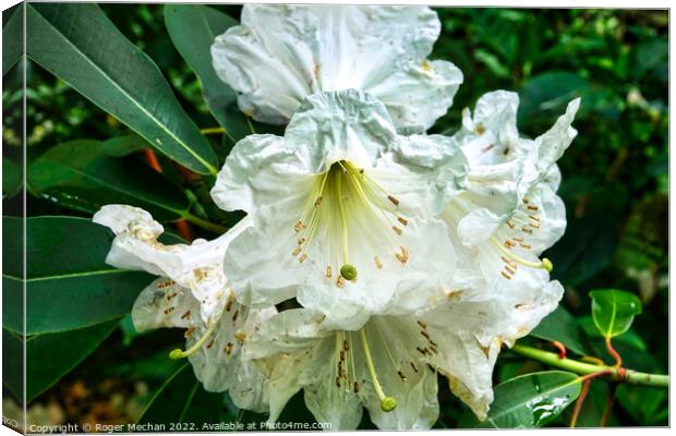Serenity of a White Rhododendron Canvas Print by Roger Mechan