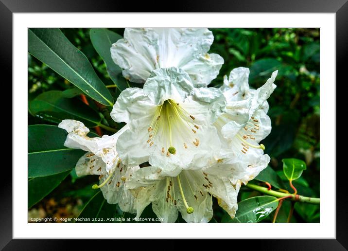 Serenity of a White Rhododendron Framed Mounted Print by Roger Mechan