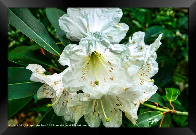 Serenity of a White Rhododendron Framed Print by Roger Mechan