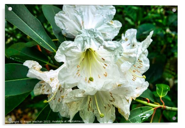 Serenity of a White Rhododendron Acrylic by Roger Mechan