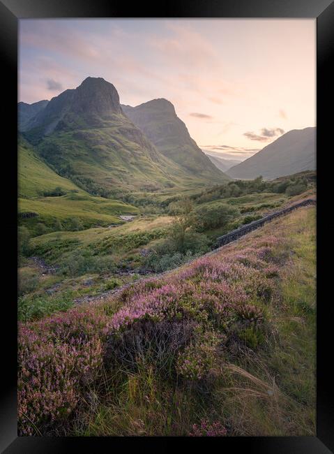 Heather in Glencoe  Framed Print by Anthony McGeever