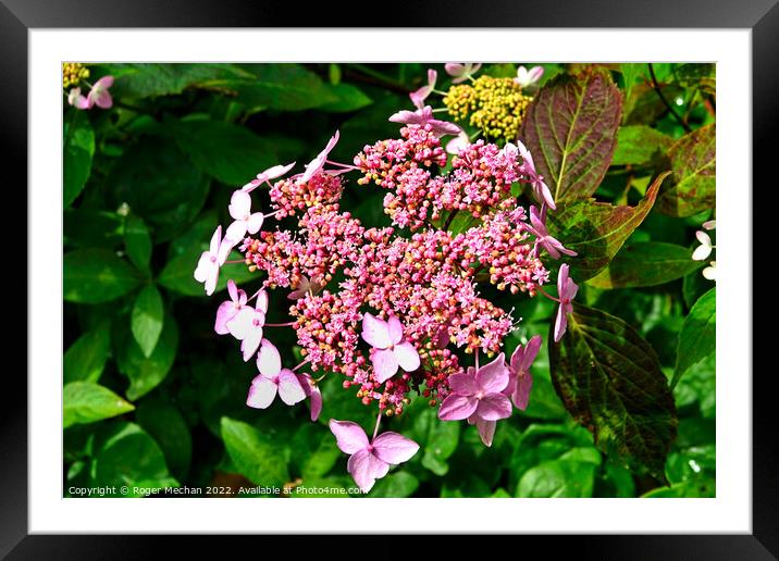 Blossoming Beauty Framed Mounted Print by Roger Mechan