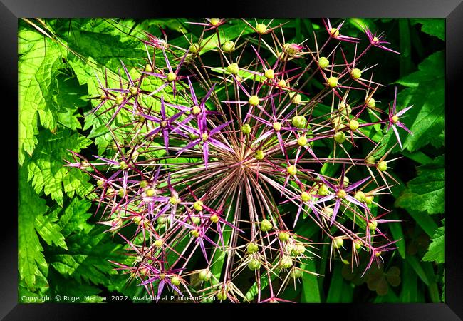 Radiant Spider Flower Framed Print by Roger Mechan