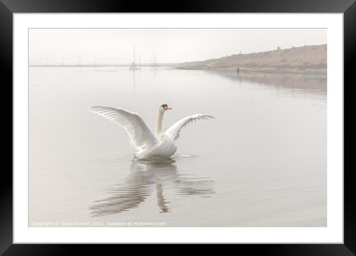 Mute Swan at Keyhaven Marshes Framed Mounted Print by Heidi Stewart