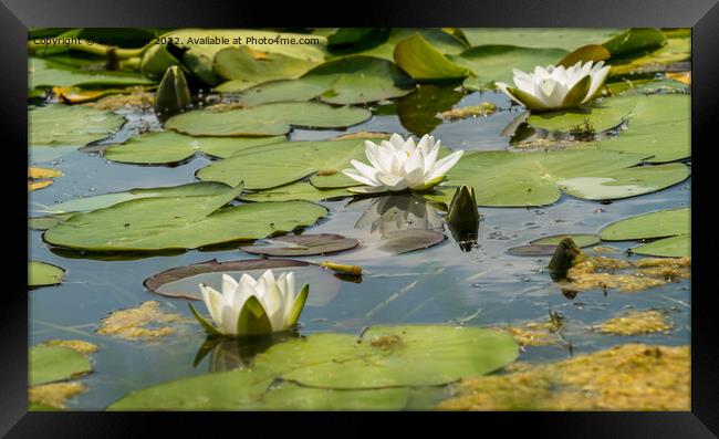 3 water lilies Framed Print by Jo Sowden