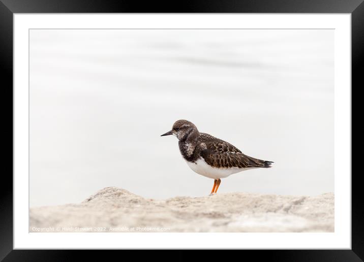 Turnstone at Keyhaven Marshes Framed Mounted Print by Heidi Stewart