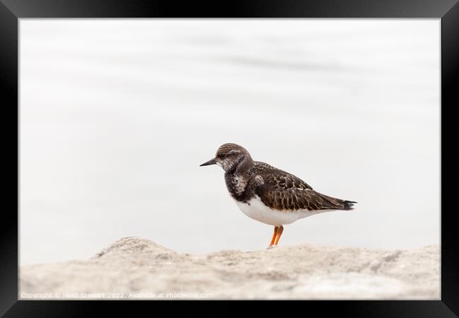 Turnstone at Keyhaven Marshes Framed Print by Heidi Stewart