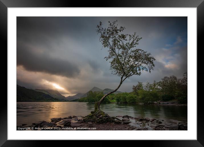 Lone tree after the storm 683 Framed Mounted Print by PHILIP CHALK
