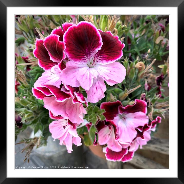 Radiant Pelargonio Blossoms Framed Mounted Print by Deanne Flouton