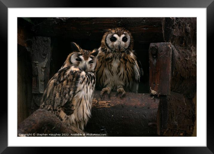 A bird sitting on top of an owl Framed Mounted Print by Stephen Haughey