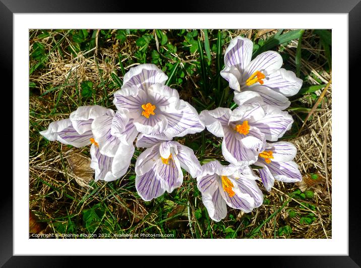 Serenity in Spring Framed Mounted Print by Deanne Flouton