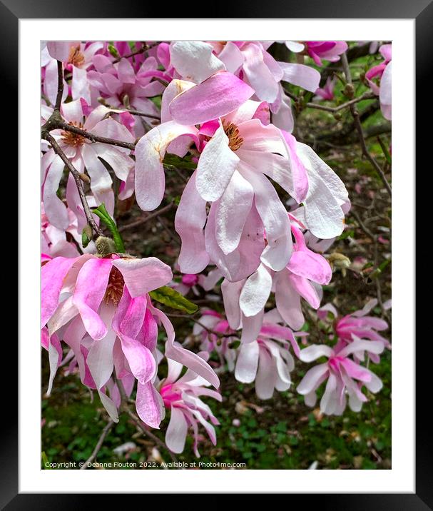 Vibrant Magnolia Blooms Framed Mounted Print by Deanne Flouton