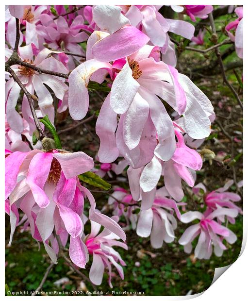 Vibrant Magnolia Blooms Print by Deanne Flouton