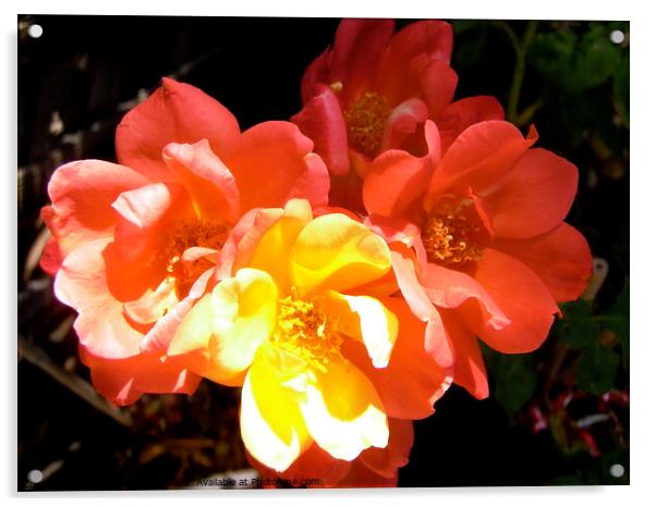 Orange roses Acrylic by Stephanie Moore