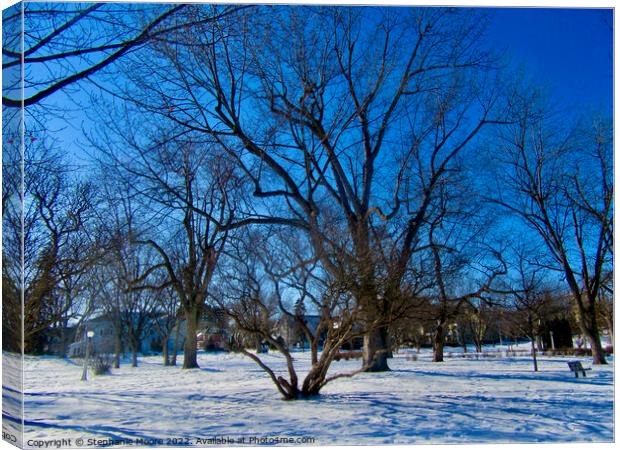 Trees in Strathcona Park, Ottawa, ON Canvas Print by Stephanie Moore