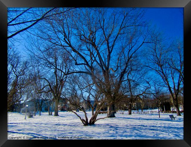 Trees in Strathcona Park, Ottawa, ON Framed Print by Stephanie Moore