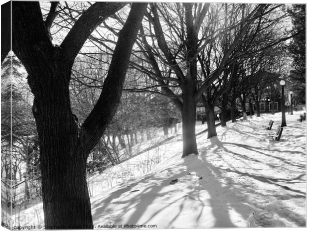 Winter Trees in B/W Canvas Print by Stephanie Moore