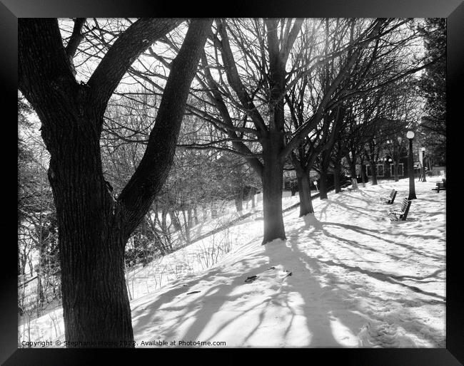 Winter Trees in B/W Framed Print by Stephanie Moore