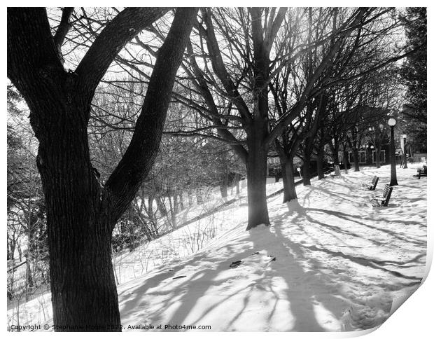 Winter Trees in B/W Print by Stephanie Moore
